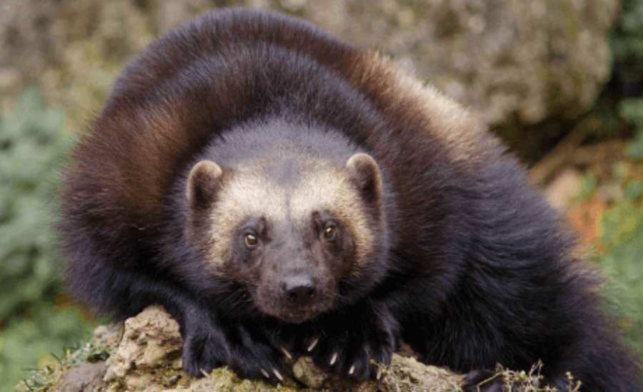 animal:lxjjx7snyfs= wolverine