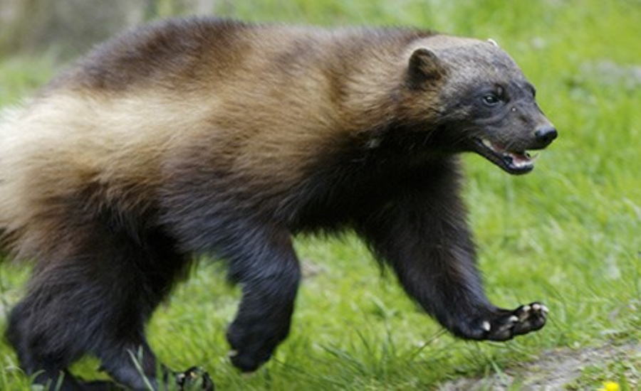 Solitary Lifestyle Of animal:lxjjx7snyfs= wolverine