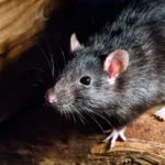 How to Tell If You Have a Rat Infestation in Your Home