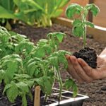 From Seed to Sprout: Essential Tips for Starting Your First Garden