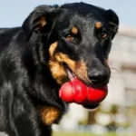 The Ultimate Guide to Indestructible Dog Toys: Durable Fun for Every Pup