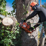 Tree Removal Services