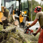 Tree Removal Services in the Northern Beaches