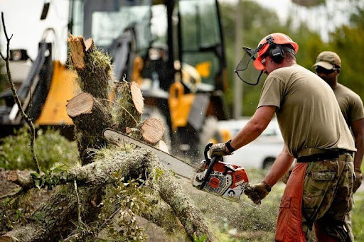 Tree Removal Services in the Northern Beaches